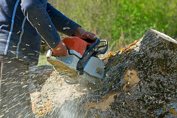 Milton, WI Tree Services Company