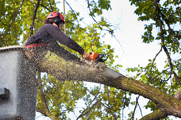 Why Choose Our Tree Removal Services in Milton, WI?